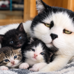 Rescued black and white cat Achille cuddling with three tiny kittens on a soft blanket