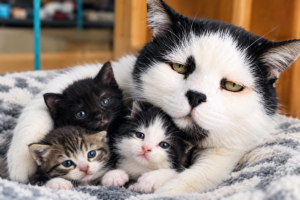 Rescued black and white cat Achille cuddling with three tiny kittens on a soft blanket