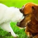 Blind cat and dog together after Hurricane Katrina