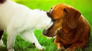 Blind cat and dog together after Hurricane Katrina