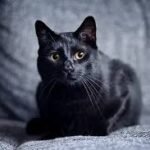 Black cat sitting wrapped in a blue towel