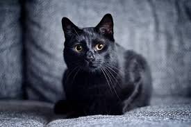 Black cat sitting wrapped in a blue towel